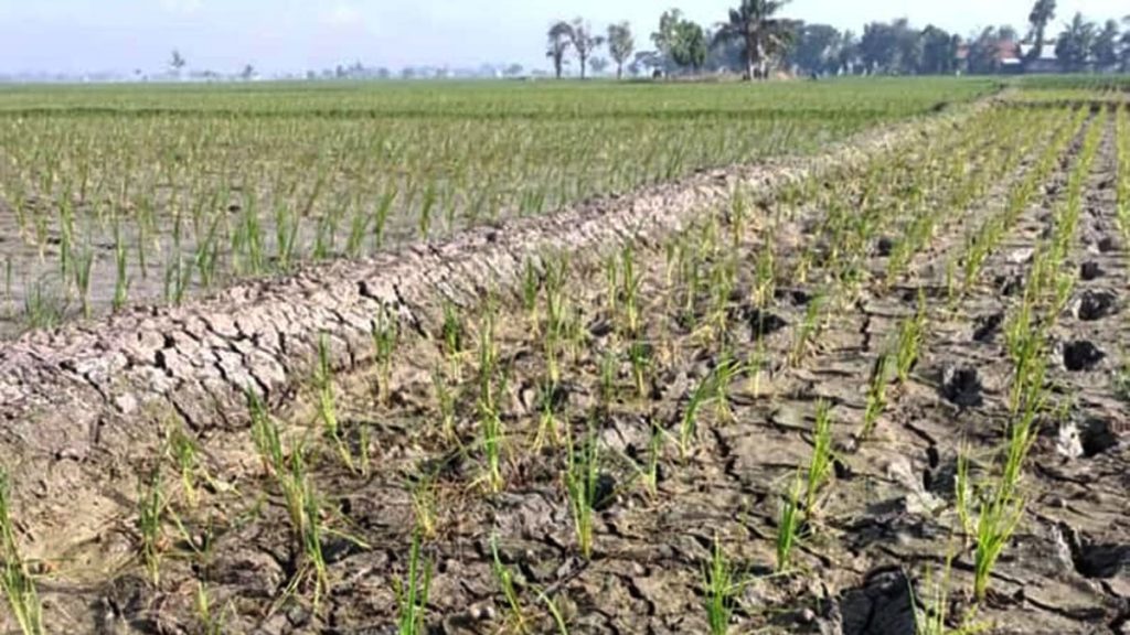 Petani Beberkan Tiga Penyebab Kekeringan di Kecamatan Pakisjaya
