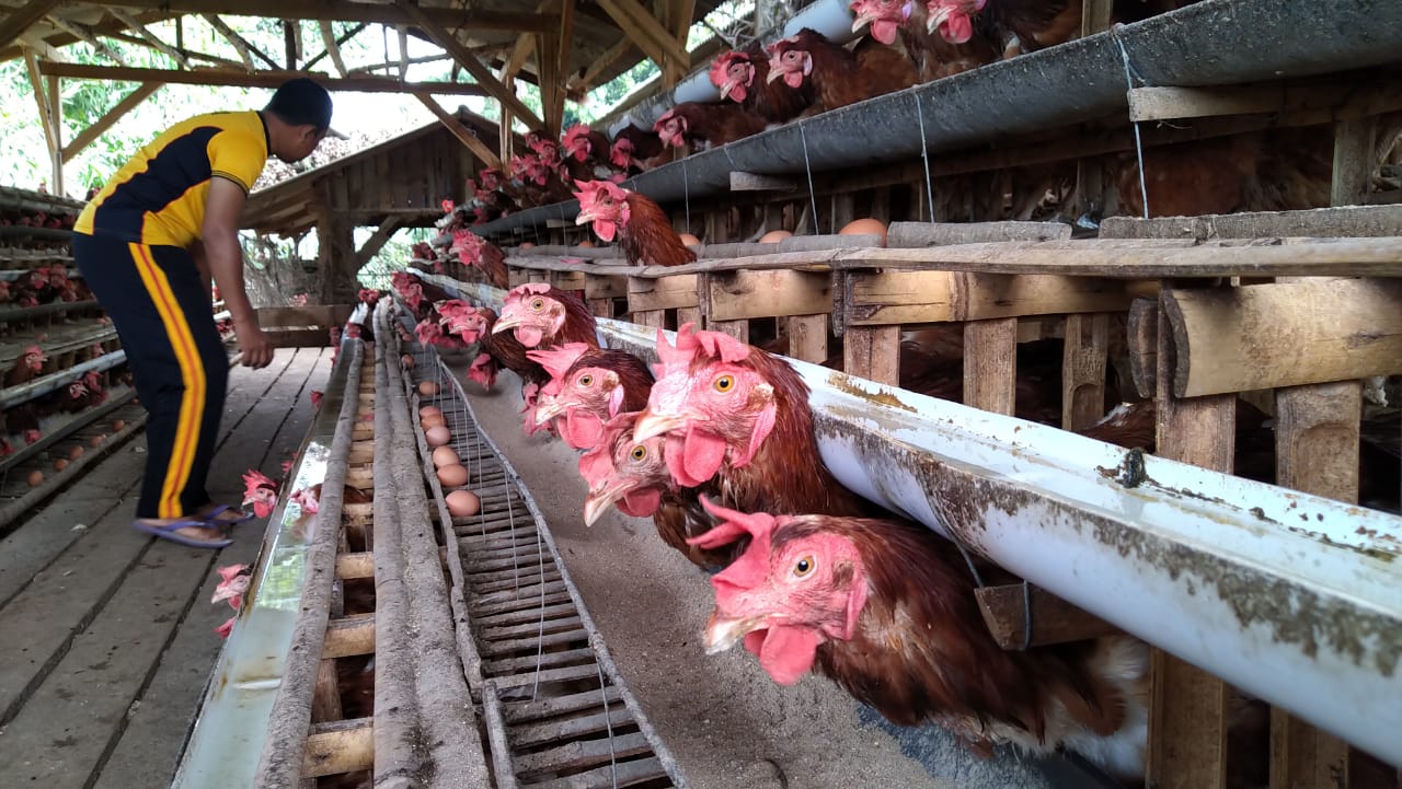 Polisi Purwakarta Ini Sukses Usaha Ternak Ayam Beromzet Puluhan Juta
